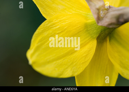 Daffodil petali Oxfordshire Regno Unito Regno Unito Foto Stock