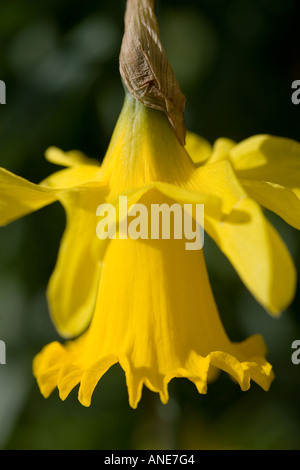 Daffodil Oxfordshire Regno Unito Regno Unito Foto Stock