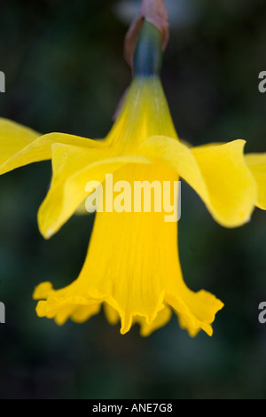 Daffodil Oxfordshire Regno Unito Regno Unito Foto Stock