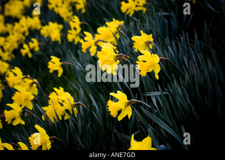 Giunchiglie Oxfordshire Regno Unito Regno Unito Foto Stock
