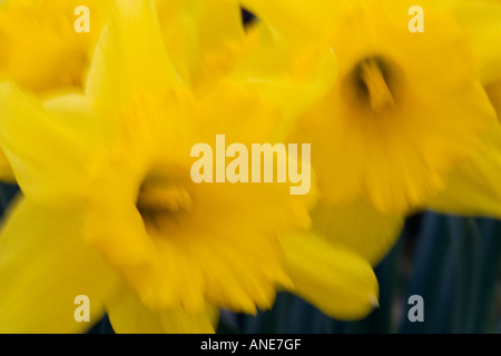 Daffodils Oxfordshire United Kingdom UK Foto Stock