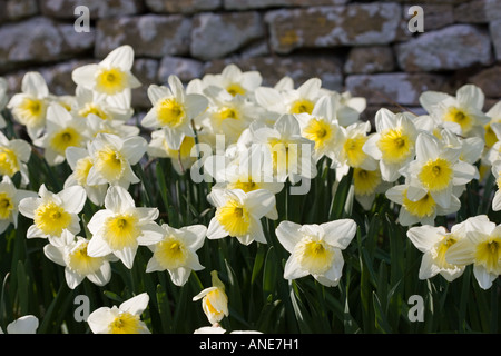 Giunchiglie Oxfordshire Regno Unito Regno Unito Foto Stock