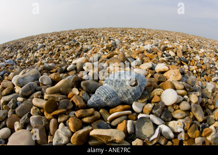 Lavato fino shell sulla spiaggia Cley Norfolk Regno Unito Foto Stock