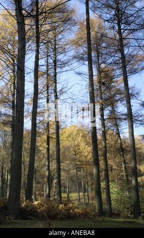 Alberi di pino in Derwent Valley Peak District Foto Stock