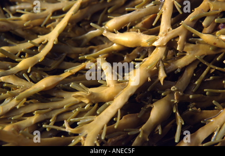 "Annodato wrack' alga marina Foto Stock