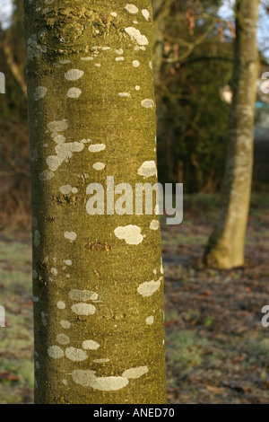 Una chiusura del tronco di un albero che mostra i licheni Foto Stock