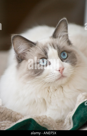 "Nove mesi" blu bicolor Ragdoll cucciolo maschio in Inghilterra UK UE Foto Stock