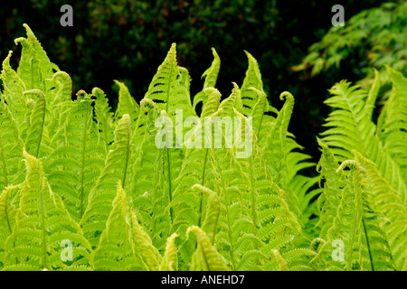 Felci in primavera contro uno sfondo scuro Foto Stock