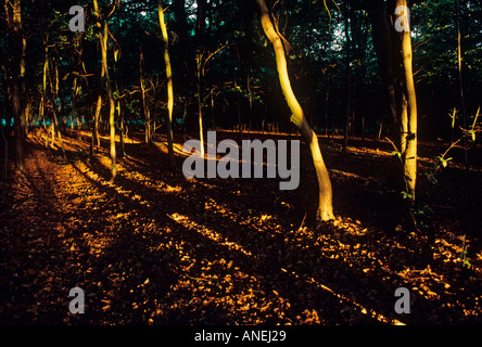 Foresta di faggio ultima luce Ashridge Herts UK Foto Stock