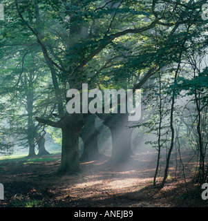Frithsden Beeches Fagus sylvatica in una mattina d'autunno di ottobre Ashridge Hertfordshire Foto Stock