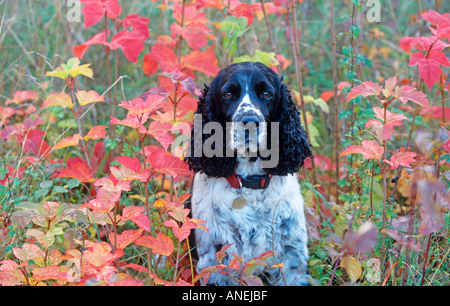 English Springer Spaniel in foglie rosse Foto Stock