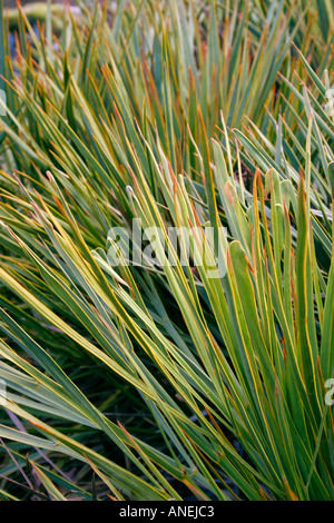 Pianta sempreverde aciphylla aurea nomi comuni Golden Speargrass o Golden spagnolo o impianto a baionetta Foto Stock