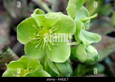 Fiori verdi del giardino di piante perenni Veratro Corsica nome botanico Helleborus argutifolius o Helleborus corsicus Foto Stock