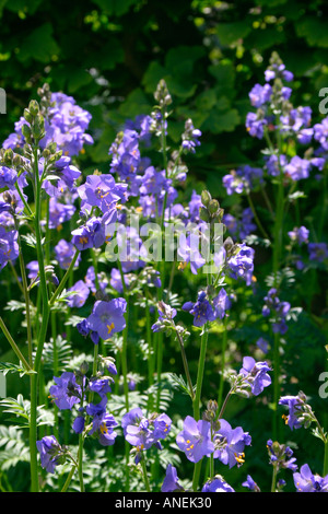 Fiori blu di piante erbacee da giardino pianta perenne Polemonium caeruleum nome comune scaletta Jacobs Foto Stock
