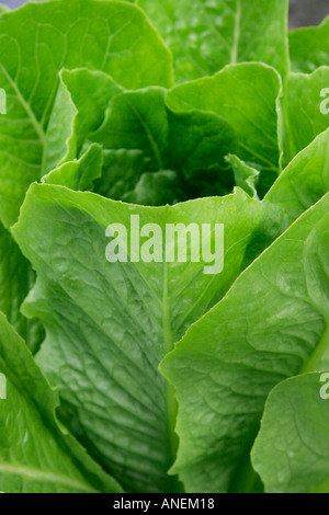 Lattuga romana Foto Stock