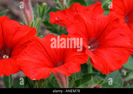 Rosso dei fiori del giardino annuali di biancheria da letto di Petunia vegetale Foto Stock