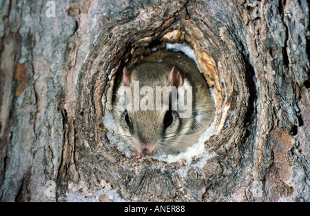 Northern scoiattolo battenti Glaucomys sabrinus da nest foro nella struttura ad albero Foto Stock