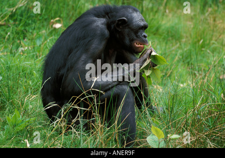 Bonobo Pan paniscus seduto a mangiare la vegetazione Bacino del fiume Congo Africa centrale Foto Stock