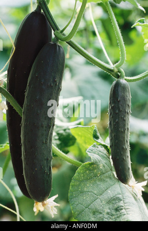 I cetrioli in crescita in giardino, close-up Foto Stock