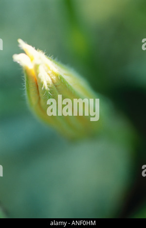 Fiore di zucchine bud, close-up Foto Stock