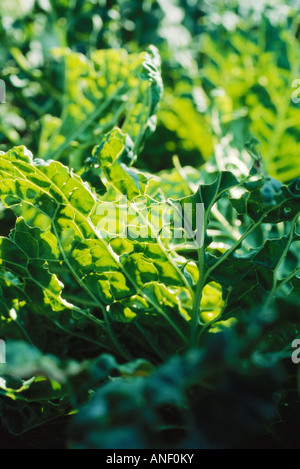 Chard crescendo in giardino, extreme close-up Foto Stock