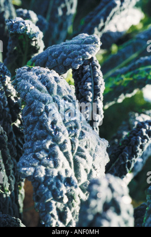 Chard coperto di brina in giardino, extreme close-up Foto Stock