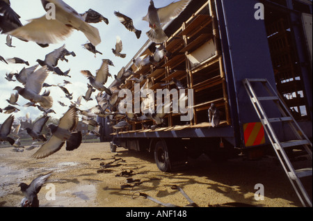 Rilasciando i piccioni viaggiatori da un camion rimorchio Lincolnshire Inghilterra Foto Stock