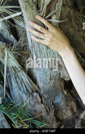 Donna di toccare la struttura Palm Tree, ritagliato Foto Stock