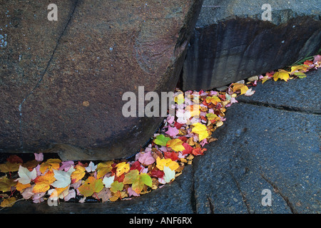 Aceri rossi a Onaping Cade vicino a Onaping, Ontario, Canada. Foto Stock