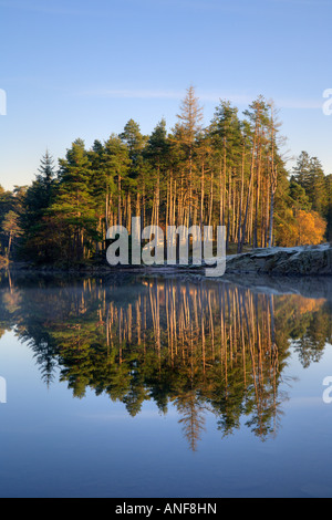 "Tarn Hows' National Trust land nel distretto del lago, 'reflections' di alberi di pino in acqua Foto Stock