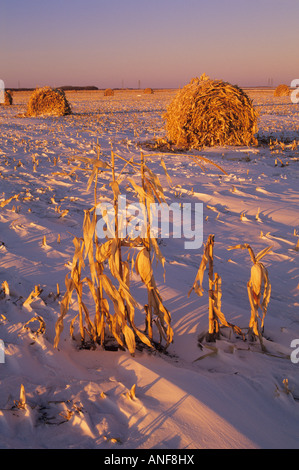 Balle di mais al tramonto, Dugald, Manitoba, Canada. Foto Stock