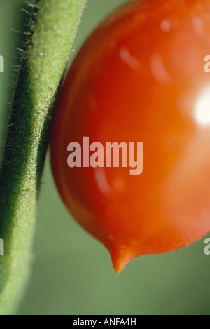 Pomodoro sul vitigno, extreme close-up Foto Stock