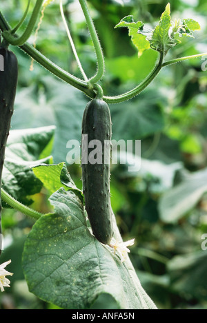 Il cetriolo cresce in giardino, close-up Foto Stock