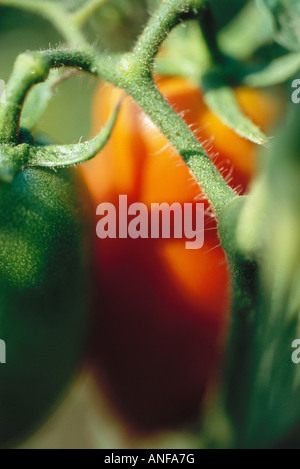 Pomodori in vigna, extreme close-up Foto Stock