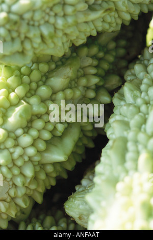 Il melone amaro, close-up Foto Stock