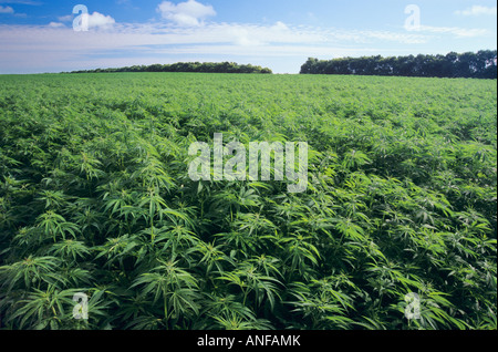 Canapa commerciale, Darlingford, Manitoba, Canada. Foto Stock