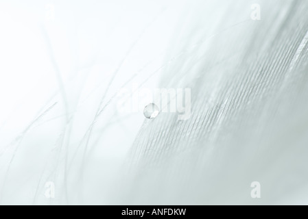 Goccia di acqua su bianco giù, extreme close-up Foto Stock