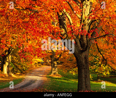 Albero di acero con la caduta delle foglie, Port william, Nova Scotia, Canada Foto Stock