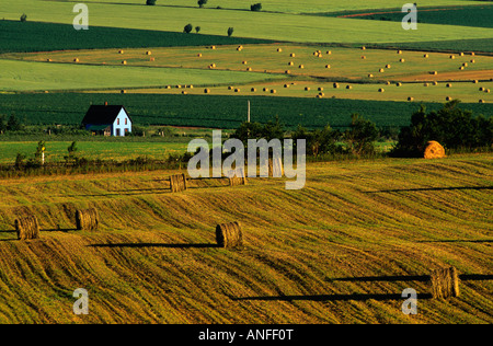 Campi e round balle di fieno, Smeraldo, Prince Edward Island, Canada Foto Stock