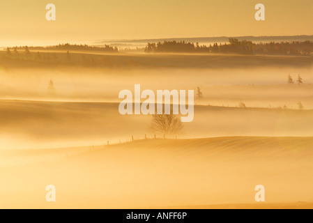 Nebbia mattutina sui campi, lungo fiume, Prince Edward Island, Canada Foto Stock