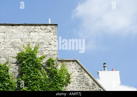 Viticoltura sul lato dell'edificio Foto Stock