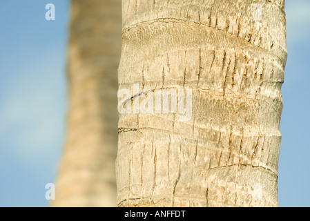 Palm tree trunk, close-up Foto Stock