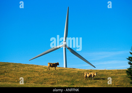 Generatori di vento e del bestiame, Matane, Quebec, Canada Foto Stock