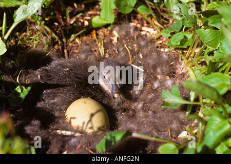 Common Eider Duck (Somateria mollissima) Canada Foto Stock