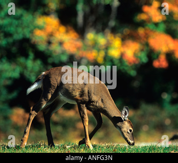 Odocoileus virginianus, White-tailed deer, Canada Foto Stock