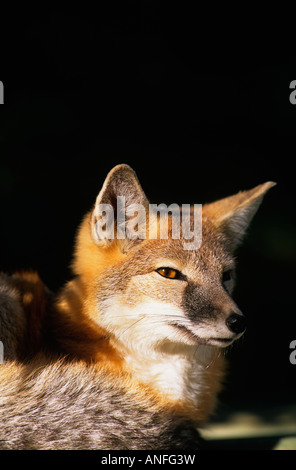 Ritratto di una rapida volpe (Vulpes vulpes velox), Canada Foto Stock