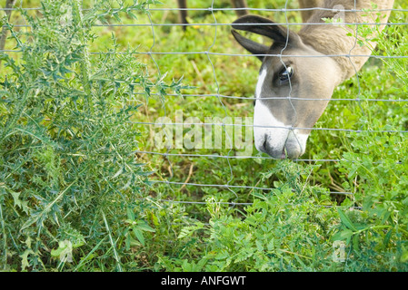 Llama pascolo dietro il recinto, vista ritagliata Foto Stock