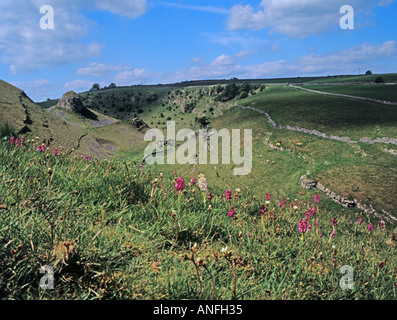 CRESSBROOK DALE DERBYSHIRE England Regno Unito potrebbero visualizzare attraverso questo incantevole dale contemplati nei primi orchidee viola Foto Stock