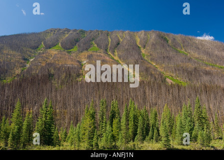 Danni degli incendi e ripristino, Kootenay National Park, British Columbia, Canada. Foto Stock