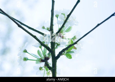 Apple i rami degli alberi in fiore Foto Stock